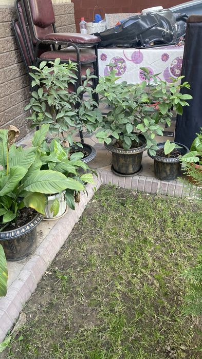 Лимон дерево кумкваты