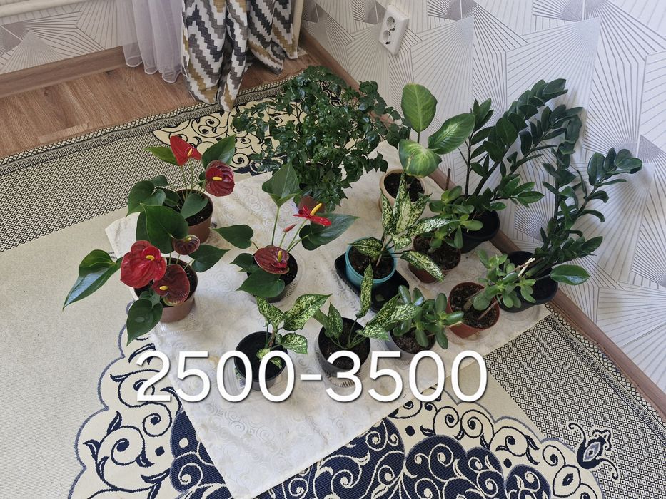 Домашние цветы разные