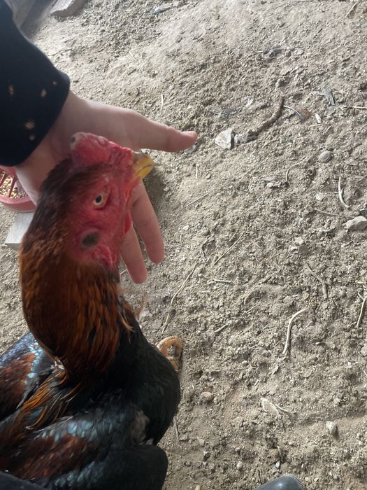 Хуроз сотилади ёш