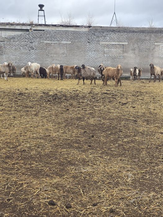 Продам баран кошкары  90 голов