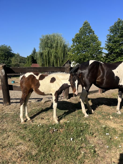 Vand mânji painthorse diferite varste , iepe si armasar.