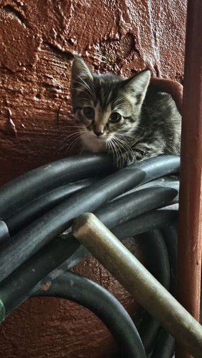 Отдам котят в добрые руки!