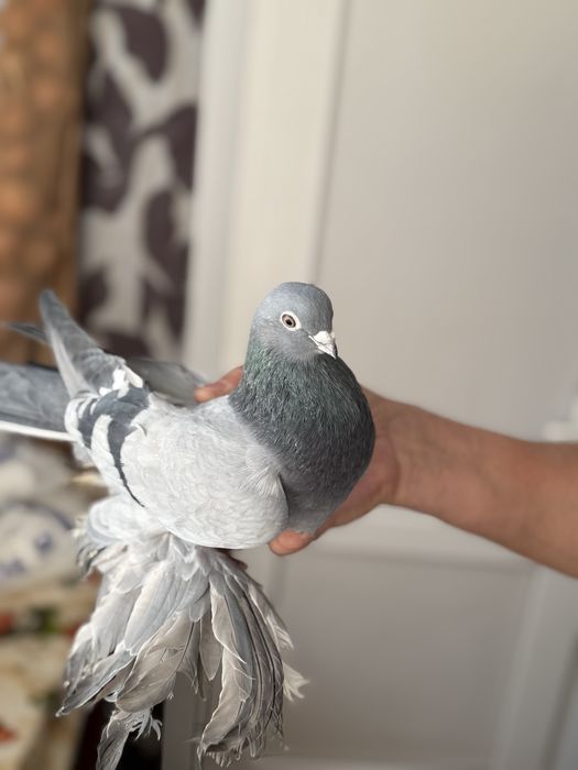 Продам летно-бойных голубей