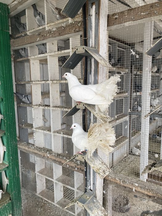 Vand porumbei voltati stil nou si vechi