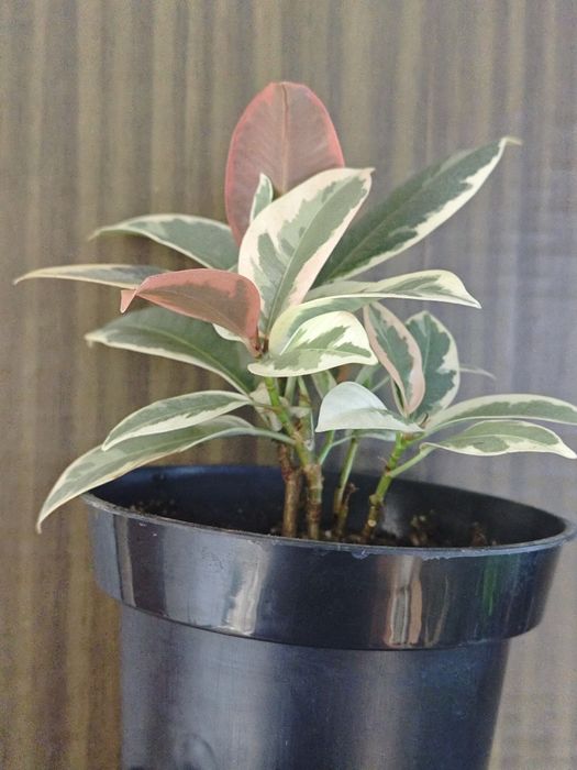 Фикус,сорт Белиз