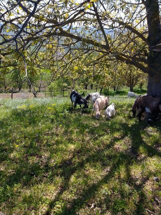 Vând  12 capre  bune de lapte