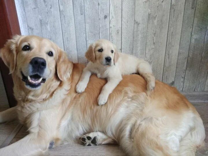 Золотистый ретривер щенок.