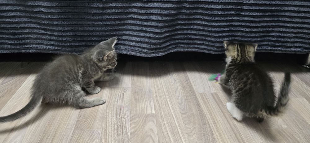 Отдам в добрые руки котят