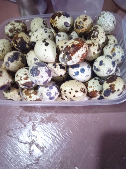 Продаю перепелиные яйца