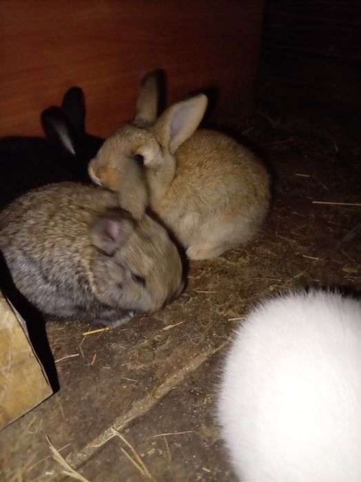 Крольчата малыши