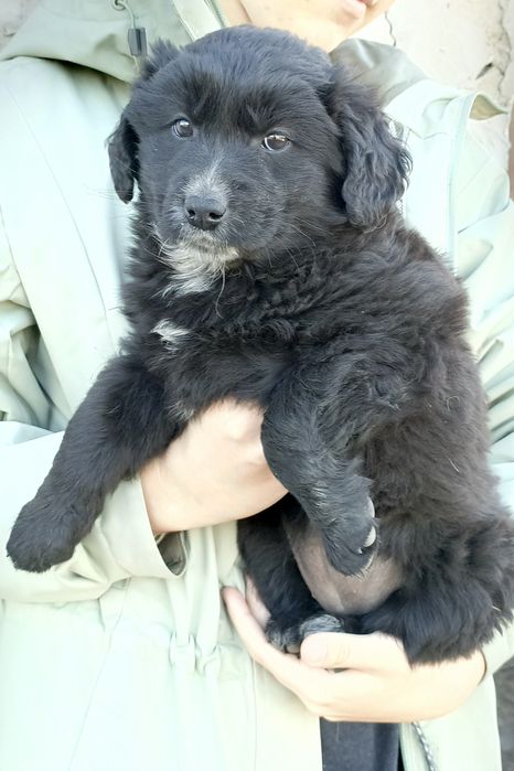 Щенки бесплатно!