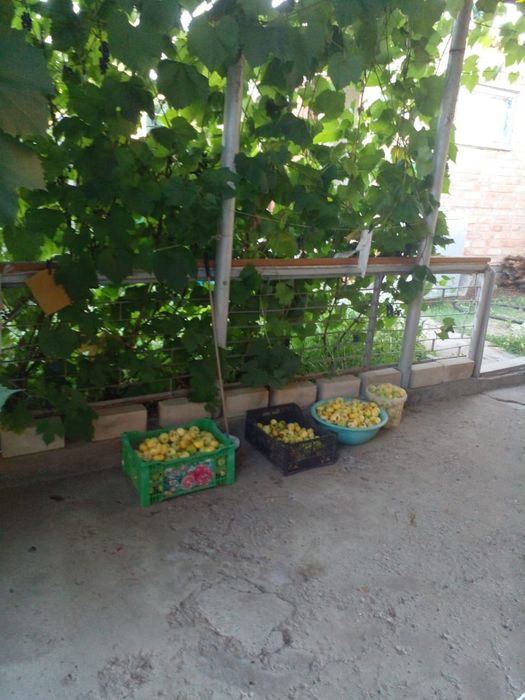 Продаю дачу 6 соток