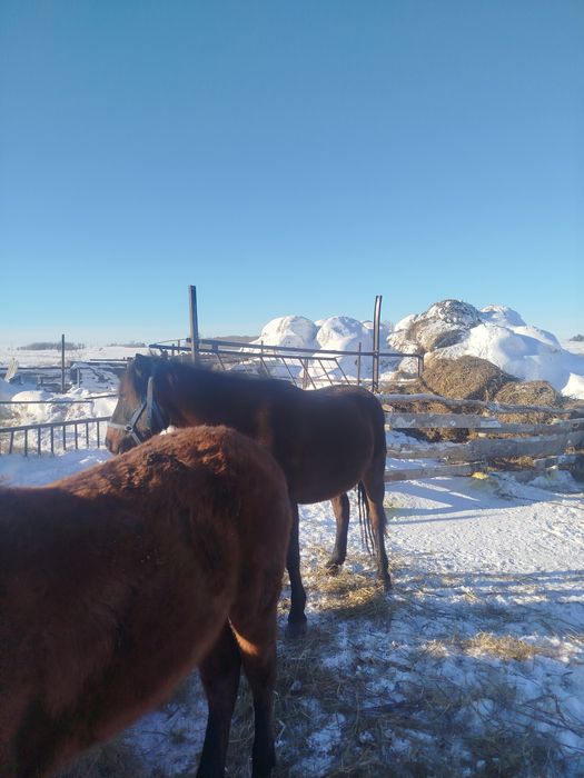 Продам кобыл жеребые с жеребятами.