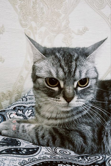 Потерялась кошка