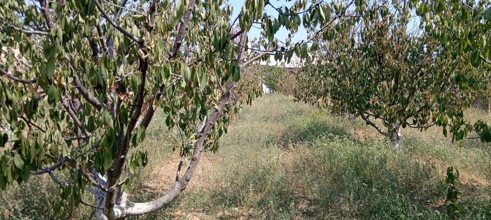 12 сотих Уй Сотилади