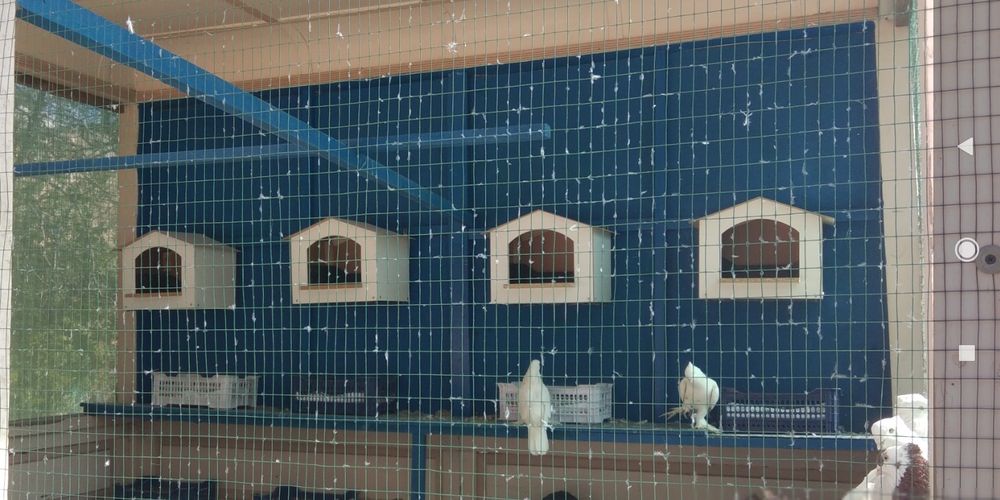 Gnizdoplast kaptarlar va yapon tovuqlarga  uylari