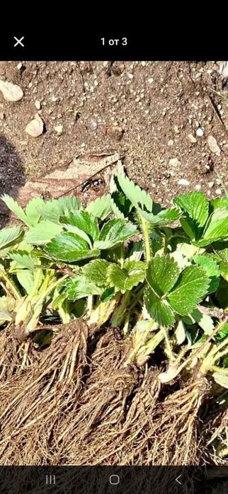 Продавам разсад ягоди и малини