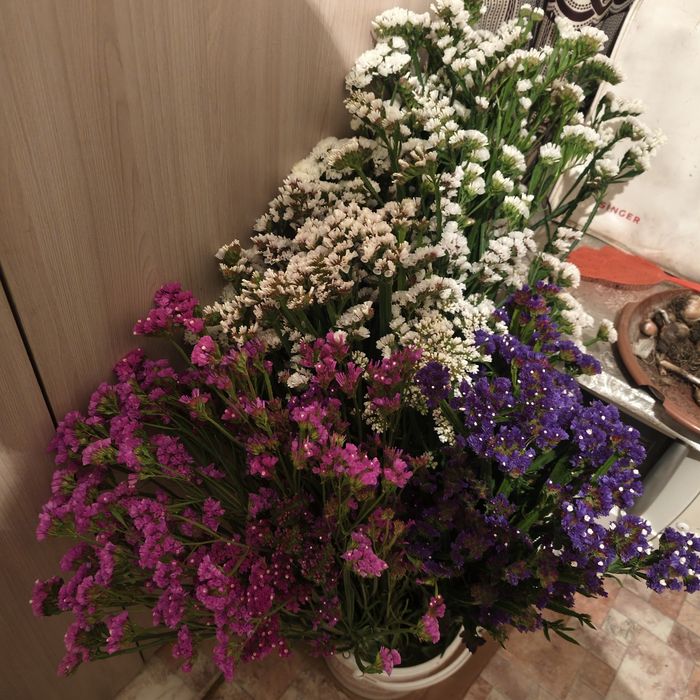 Цветы,  статица, свежая срезка
