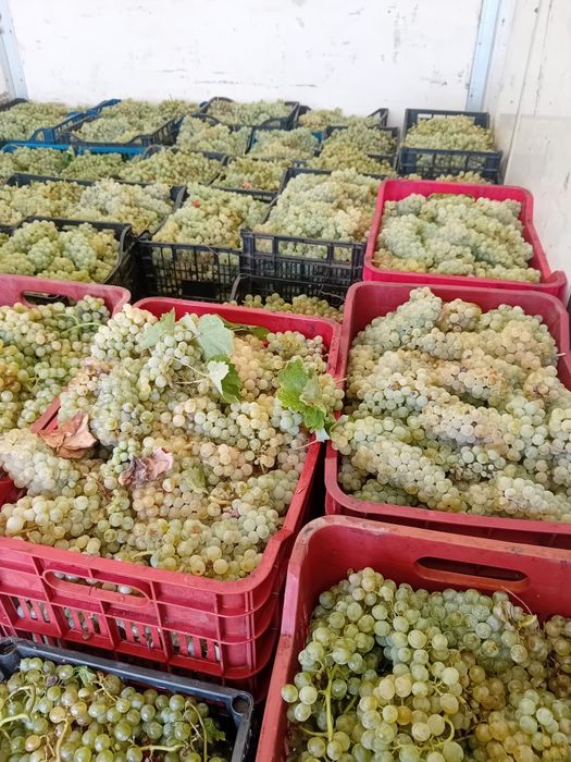 Vând struguri de vin