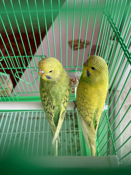 Продам пара попугай папугай