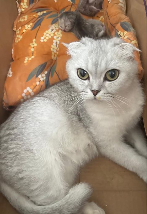 Продам шотландских котят
