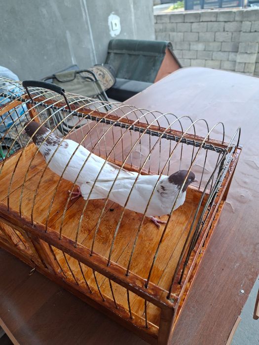 Продам высоколётный красноголовый