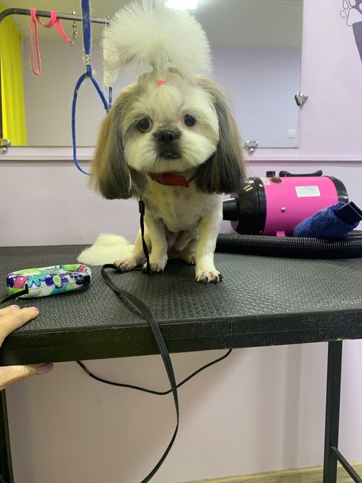 Профессиональные услуги грумера