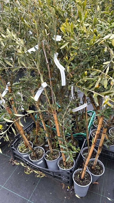 Палми вашингтония - маслини - мандарини и лимон