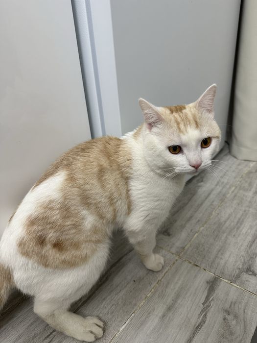 Мальчик породистый