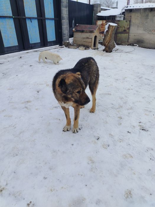 Қазақы тобет сатылады