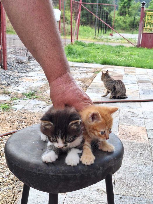 Подарявам две котки