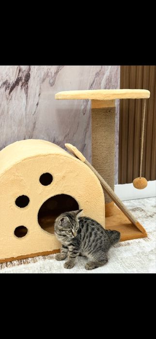 Кошка Бенгал два года