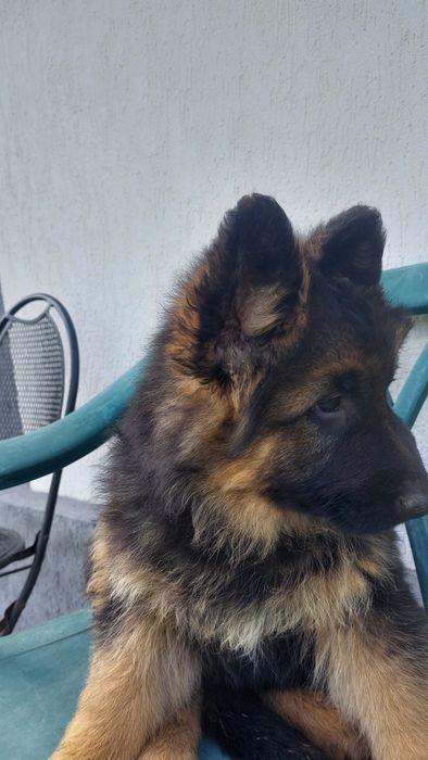 Pui Ciobănesc german- talie mare , păr lung