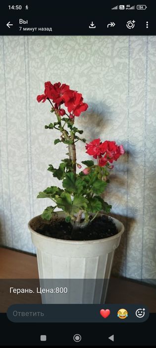 Продаю комнатные растения