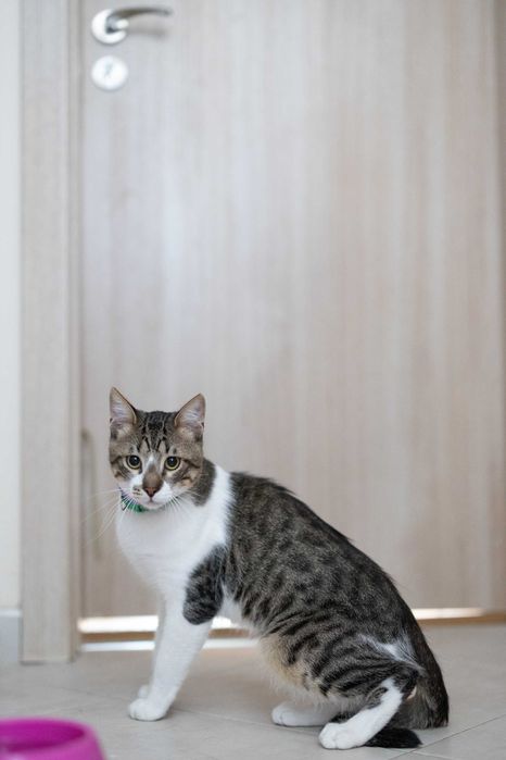 Котарак с магичен поглед търси грижовни стопани