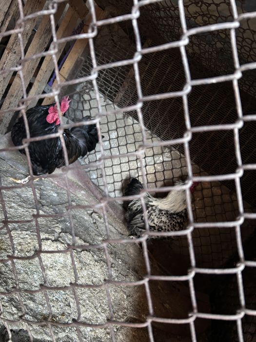 Продам карликовых петухов