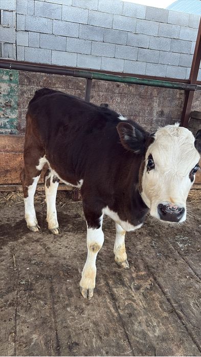 Сиыр сатылады, бұзауымен бірге