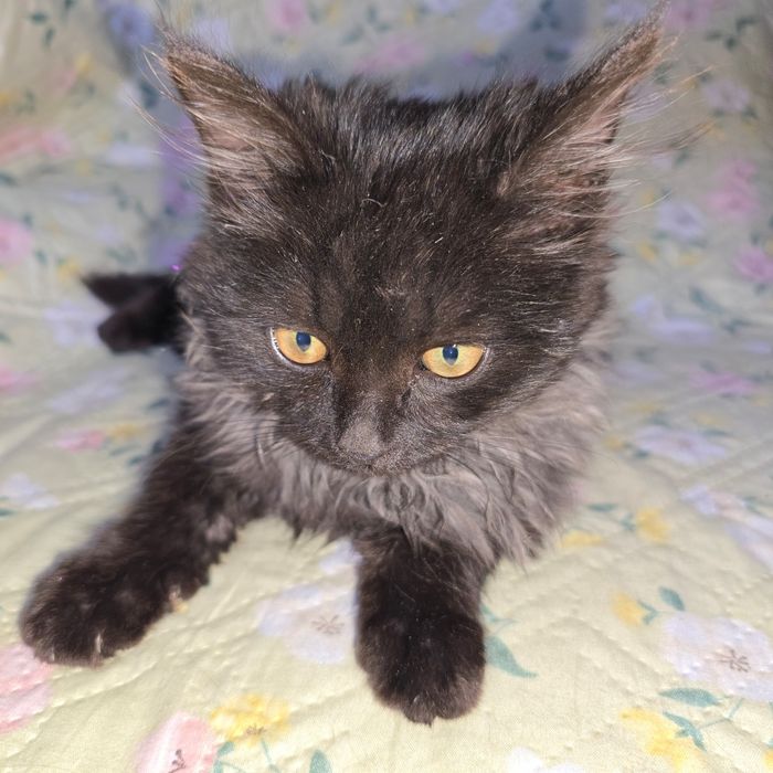 Шикарный котёнок