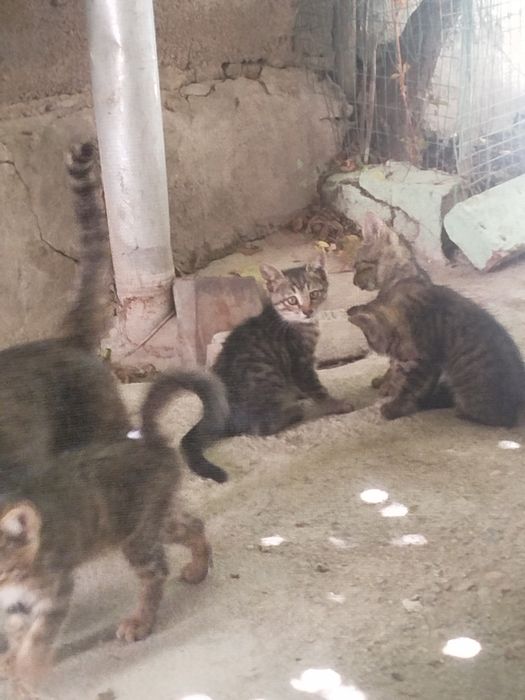 Отдам в добрые руки