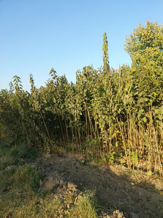 Tut kuchatlari cheklanmagan miqdorda