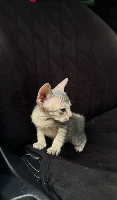 Котята сфинксы (сфинкс- браш)