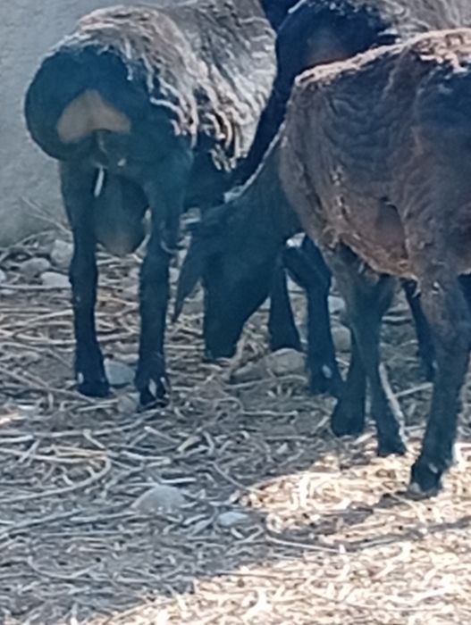 Семыз кошкарлар бар