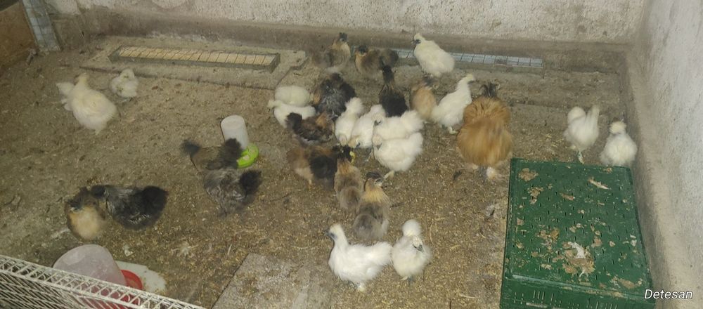 Gaini Mătase Japoneză