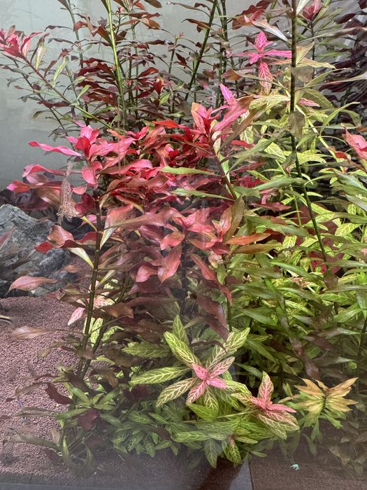 Аквариумные растения