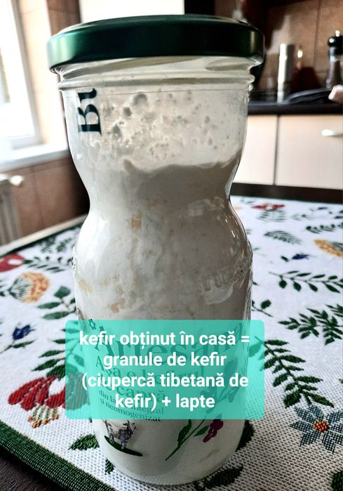 Ciupercă Tibetană de Kefir