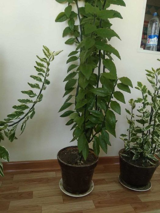 Пеперомия из семейства вечнозеленых