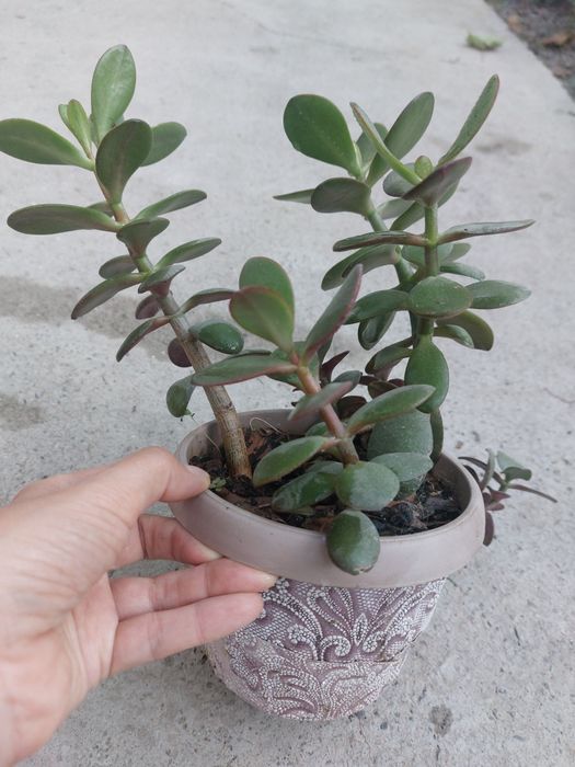 Денежное дерево. Толстянка