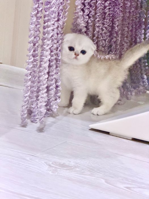 Шотланский Скоттиш Фолд! Колорная шиншилла!