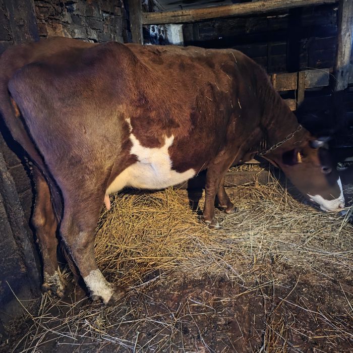 Продам корову Милку