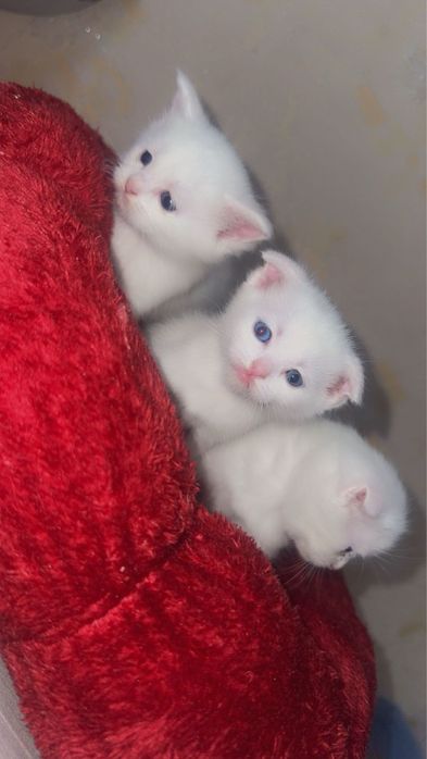 Девушка девушка2та